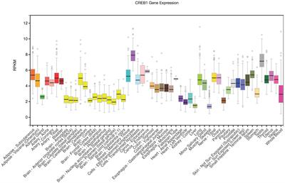 A CREB1 Gene Polymorphism (rs2253206) Is Associated with Prospective Memory in a Healthy Cohort